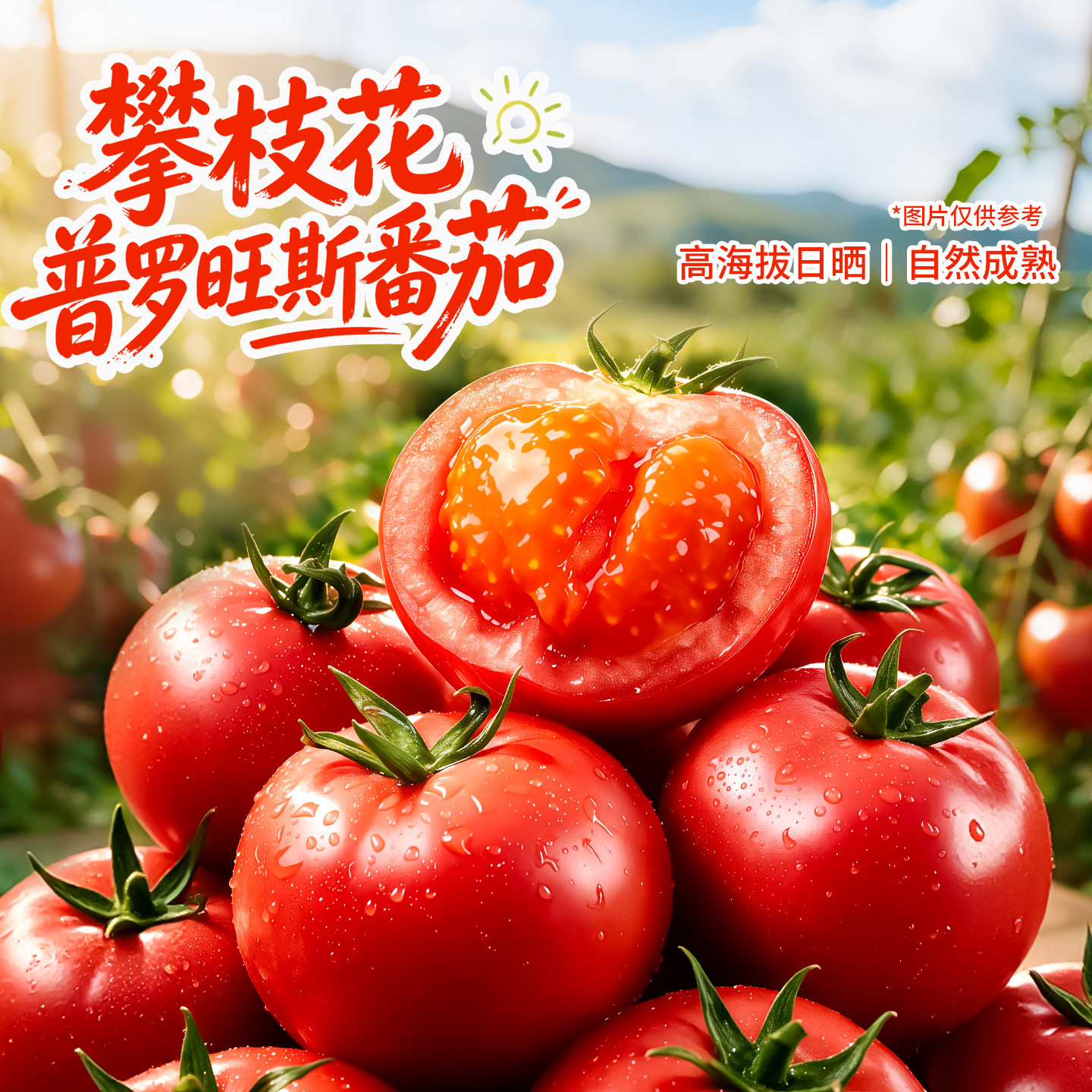 正宗普罗旺斯西红柿孕妇新鲜蔬菜水果沙瓤大番茄当季现摘番茄5斤