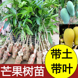 芒果树苗桂七金煌芒果苗矮化南方