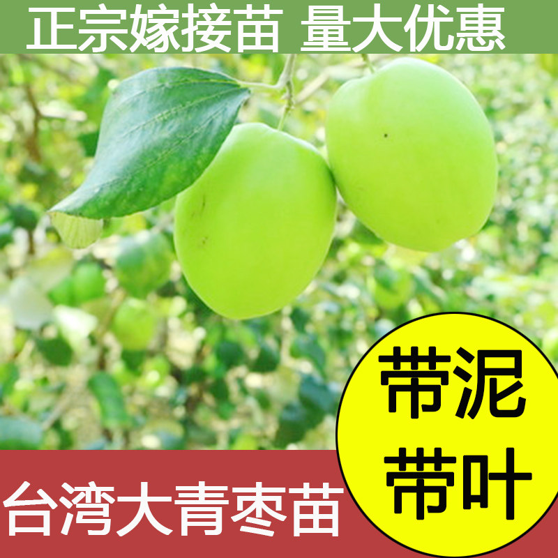 台湾大青枣树苗蜜丝枣牛奶枣树活苗盆栽果树苗嫁接枣子苗南方种植
