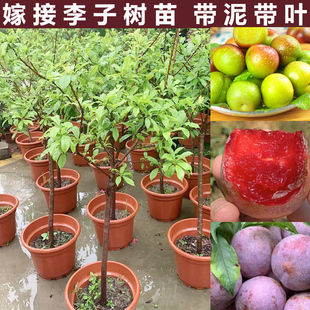 钱排银妃三华李子树苗特大号嫁接水果苗红心早熟新品种蜂糖李子苗