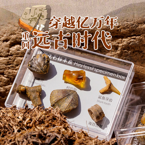 天然古生物化石玩具迷你标本盒