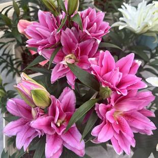 西亚拉1颗 重瓣香水百合种球家庭室内室外庭院阳台好养好种