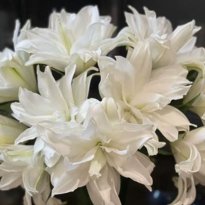 《白雪公主》1颗重瓣香水百合盆栽花卉多年生球根花卉阳台庭