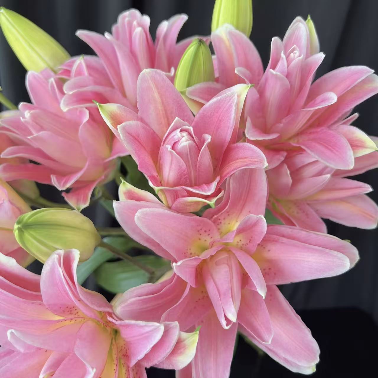 《红蜜糖红歪歪》1颗重瓣香水百合盆栽花卉多年生球根花卉阳台庭