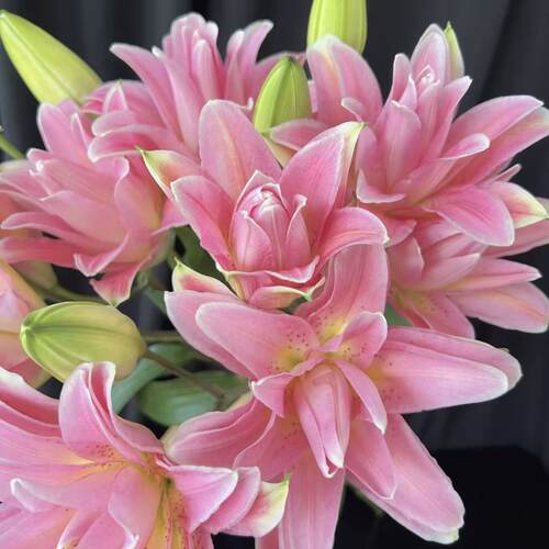 红蜜糖1颗重瓣香水百合花卉种球家庭室内室外庭院