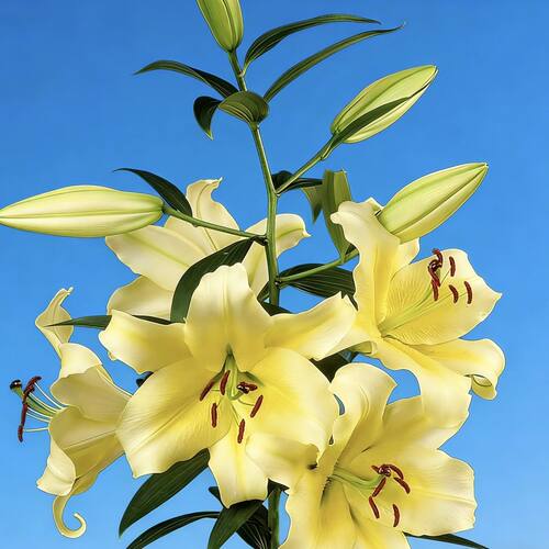 黄天霸1颗 单瓣香水百合种球家庭室内室外庭院阳台好养好种