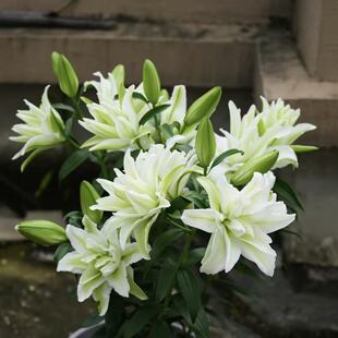 爱莎1颗 单瓣香水百合种球家庭室内室外庭院阳台好养好种