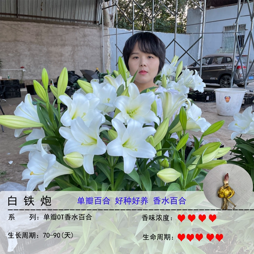 白铁炮1颗单瓣香水百合颗无香型 阳台小花园盆栽花卉绿