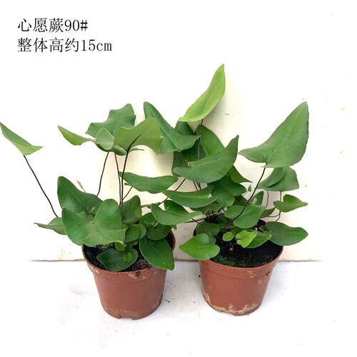 心愿叶盆栽心连心蕨耐阴雨林缸观叶植物室内办公书房微景观除甲醛