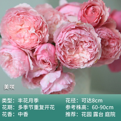 新品灌木月季中大苗美咲抚z子多头四季勤开花不断玫瑰阳台庭院花