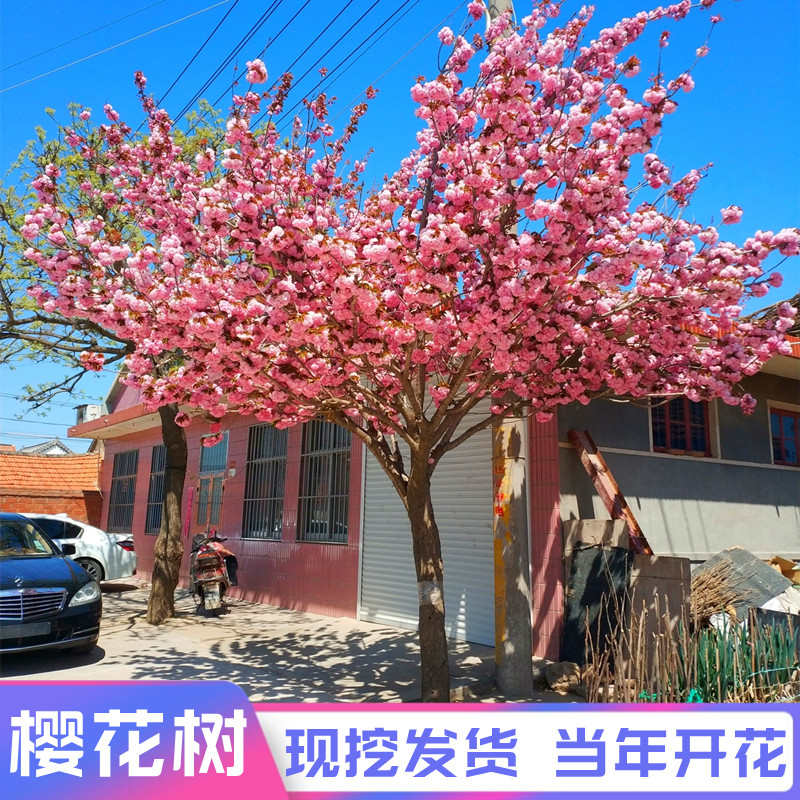 高杆樱花树苗盆栽樱花花苗日本嫁接樱花树别墅庭院大型耐寒风景树