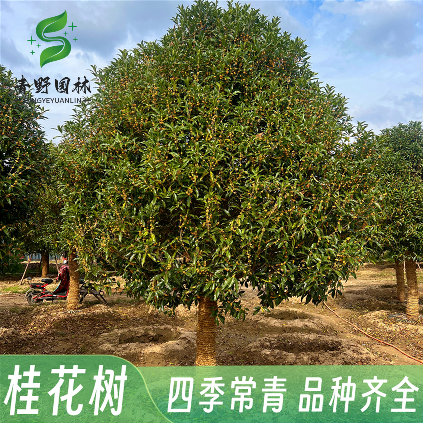 四季桂状元红丹桂金桂银桂四季桂桂花树苗浓香型天香台阁内外地栽