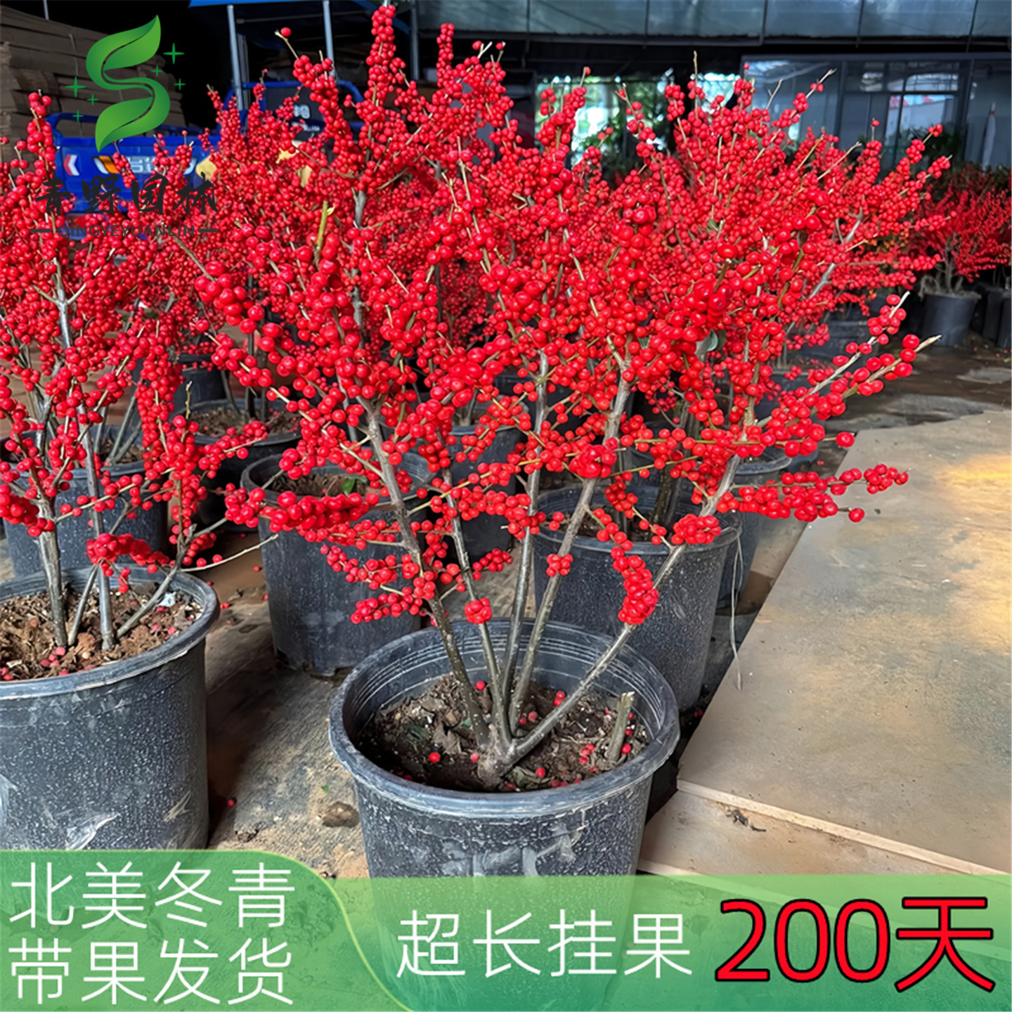 北美冬青树苗带果原土发货庭院阳台耐寒观果花卉欧洲红果盆景大苗