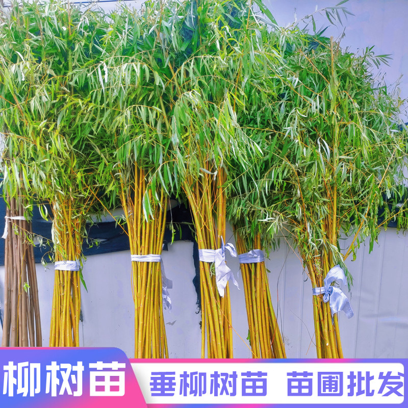 垂柳树苗黄金柳树苗庭院绿化大风景树行道树金丝垂柳苗速生柳树苗