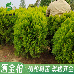 扁柏树苗侧柏树苗柏枝树扁柏叶洗头塔柏塔松树洒金柏工程小苗色块