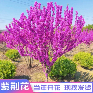 紫荆花树苗四季 室外庭院开花树紫荆树苗耐寒绿化工程苗南北方种植