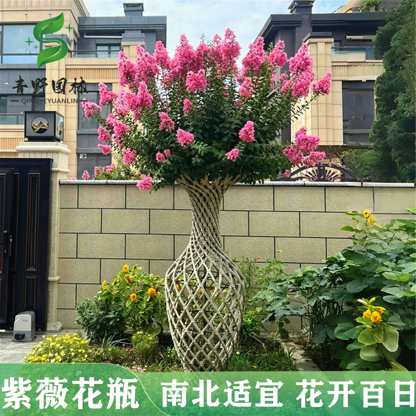 高档紫薇造型花瓶紫薇花瓶桂花花瓶海棠花瓶别墅庭院造型树风景树,鲜花速递/花卉仿真/绿植园艺,观叶 /花灌木,淘宝优惠券,粉丝福利购,淘宝优惠卷