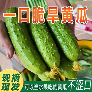 正宗东北绿心旱黄瓜新鲜现摘水果小黄瓜生吃脆甜蘸酱蔬菜脆嫩青瓜