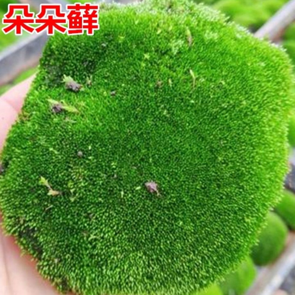 上水石吸水石盆景盆栽青苔苔藓种子孢子粉微景观鲜活植物种籽铺面