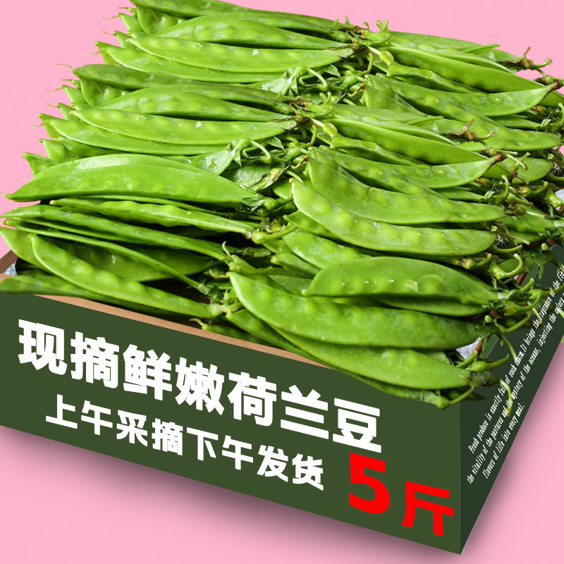 当季新鲜荷兰豆四季豆现摘现发农家自种精选好货新鲜蔬菜新鲜包邮