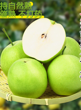 正宗皇冠青皮梨子新鲜10斤当季砀山梨鸭梨雪梨砀山梨翠冠梨整箱