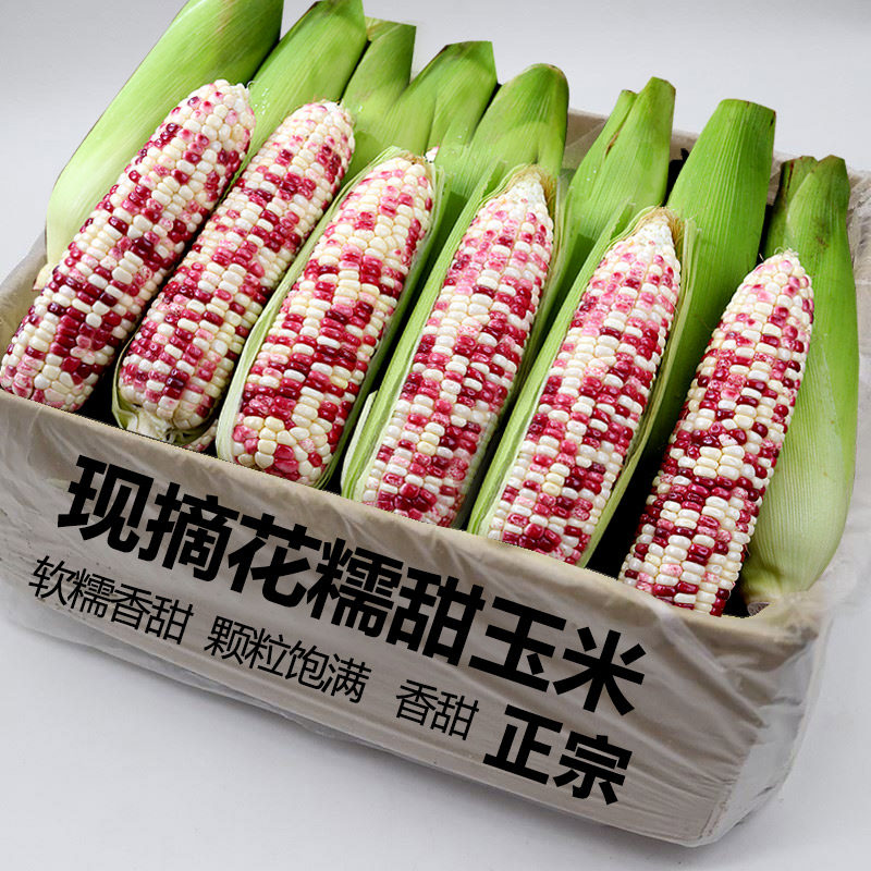 新鲜花糯玉米2斤，粉糯香甜！