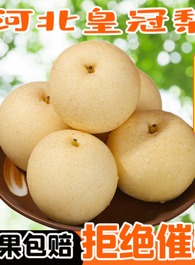 现摘新鲜水果梨子大果河北皇冠梨10斤整箱雪梨鸭梨水晶梨砀山梨