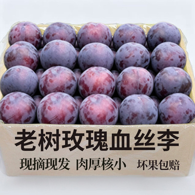 产地严选正宗玫瑰李5斤酸甜多汁