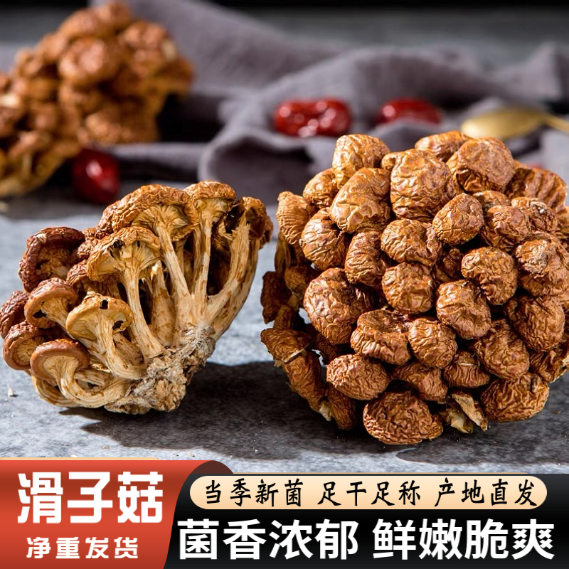 福建特产滑子菇干货无根小鸡炖蘑菇菌菇类山货土特产食用菌农产品 粮油调味/速食/干货/烘焙 香菇类 原图主图