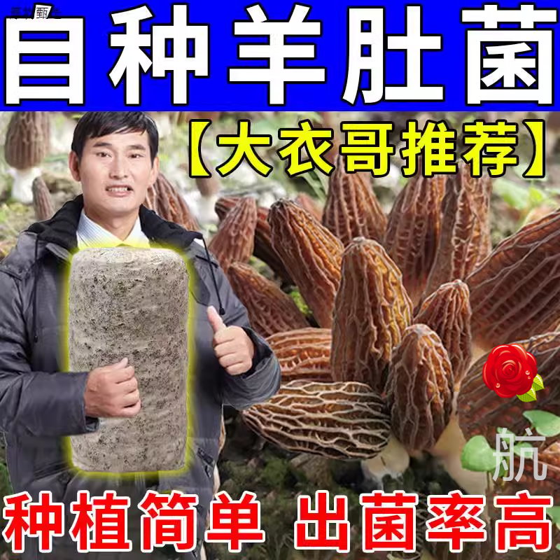 羊肚菌菌种野生菌懒人种植四季