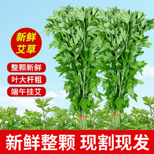 平直堂 端午节新鲜艾草门挂窗艾草叶花束diy节日礼品整颗节日长辈