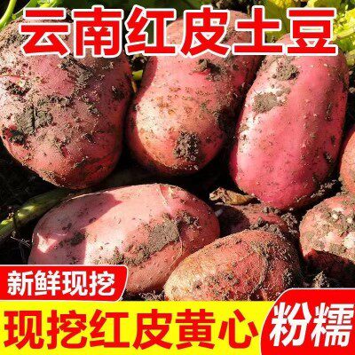 2026年新鲜云南红皮土豆黄心土豆高原红皮洋芋