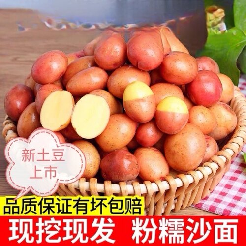 云南红皮黄心农家自种迷你小土豆10斤高山云南红皮小土豆精选