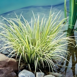 常绿草多年生绿化植物耐荫耐湿金叶石菖蒲苗路边河边种植水生花草