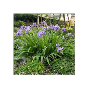 庭院易活矮花蓝花鸢尾苗耐寒多年生宿根花卉喜阴植物室外绿化花苗