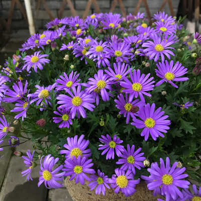多花易活阳台花种五色菊小花