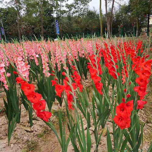 多年生宿根剑兰种球室外庭院花籽