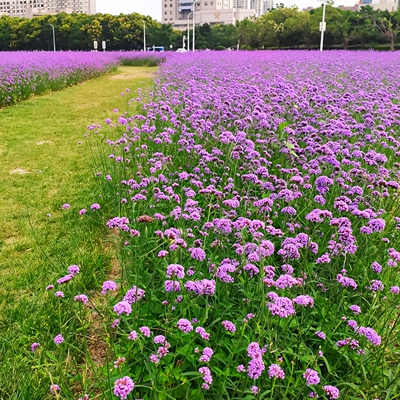 多年生宿根花种籽子室外景观绿化柳叶马鞭草种子耐寒四季花园花籽