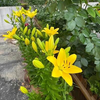 室外庭院多年生种球花卉阳台盆栽好养耐寒亚洲百合花四季易活花苗