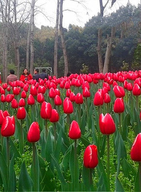 红色郁金香土培种球四季多年生花卉阳台盆栽室外地栽种子耐寒花苗