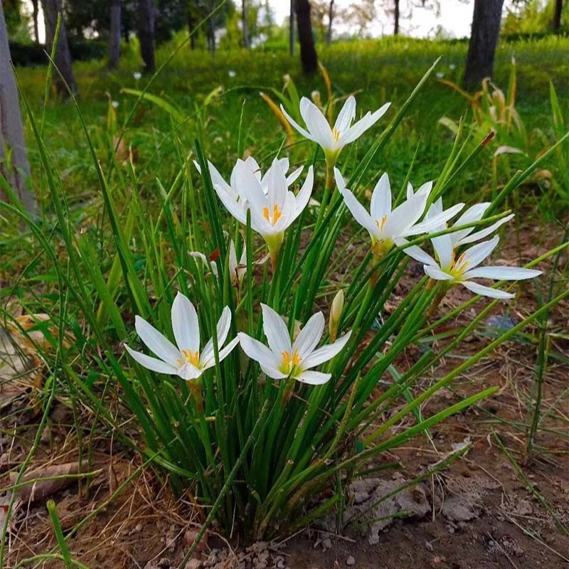 多年生宿根花卉植物种苗耐荫耐晒耐寒室外花园易活花草葱兰韭兰苗