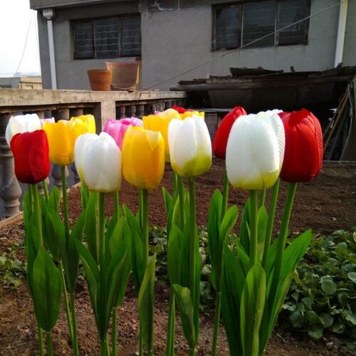 庭院绿化植物耐寒郁金香种球