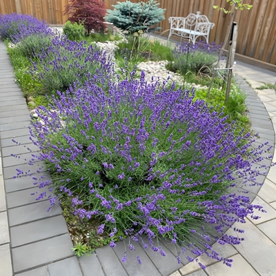 多年生香草种子观赏绿化薰衣草花籽庭院室外花草籽四季播种植物花