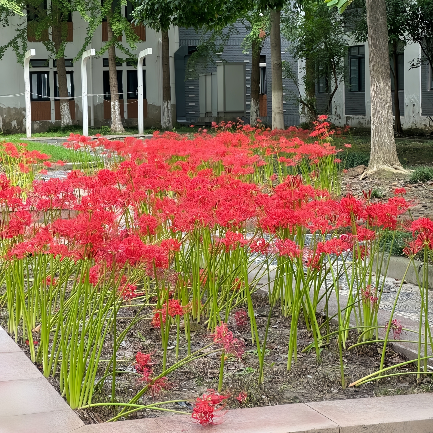 新品喜阴耐寒多年生宿根花籽