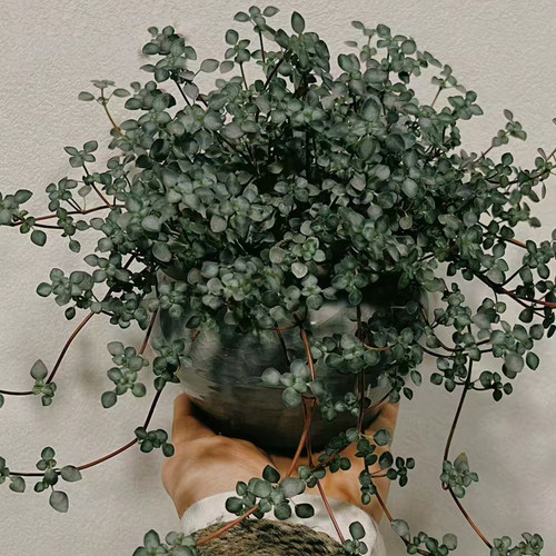 耐阴植物垂吊盆栽观叶桌面BB草