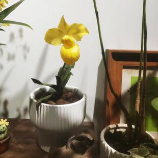 金童兜兰绿肉饼绿魔蒂梦香兰粉色黄色好看室内兰花办公室桌面盆栽