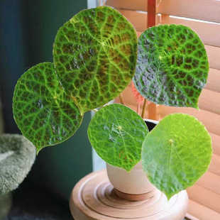 花园福寿秋海棠福玉秋海棠ins风室内观叶盆栽铁十字锈秋海棠小众