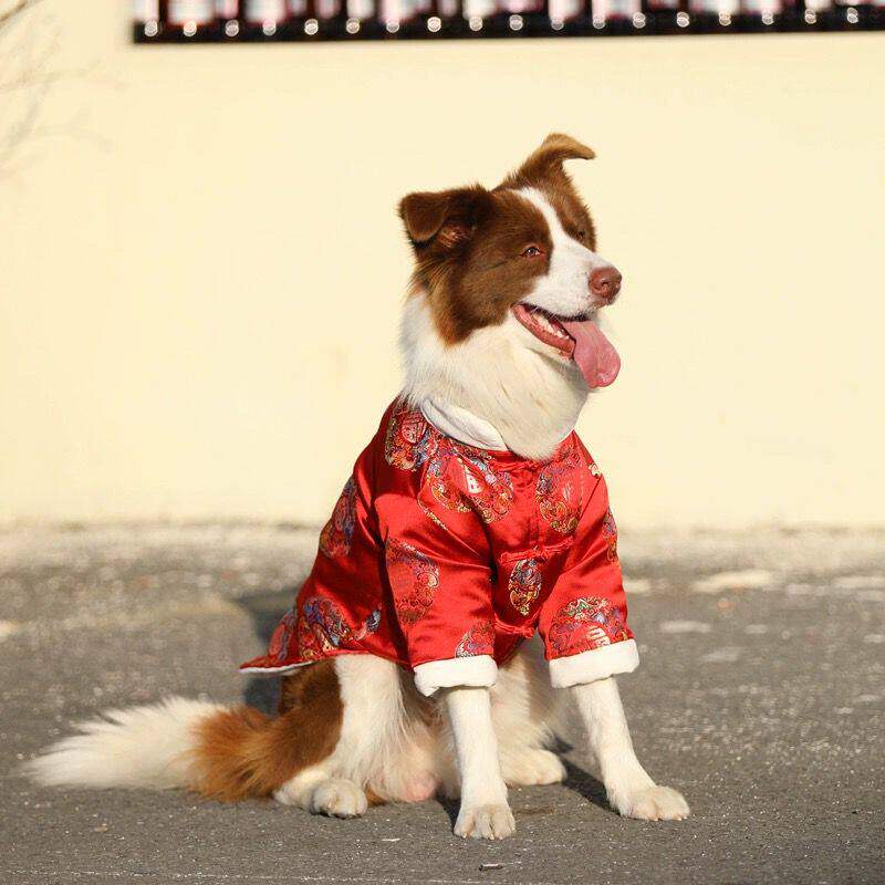 狗狗新年衣服中大型犬冬季保暖红色加绒棉衣金毛拉布拉多喜庆唐装