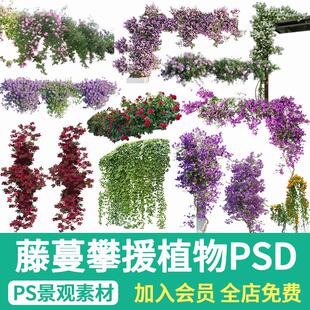 藤蔓攀缘花架植物PS蔷薇藤本爬藤月季攀爬紫藤爬山虎PSD景观素材