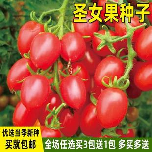 圣女果种子千禧番茄种孑西红柿种籽四季 盆栽庭院水果蔬菜种子大全